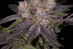 Sell: Skunk House Genetics - Mike Larry F2
