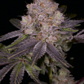 Sell: Skunk House Genetics - Mike Larry F2