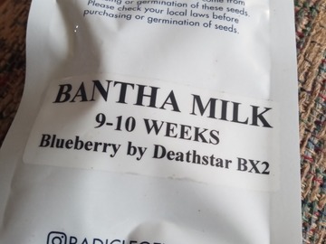 Vente: Radicle genetics - Bantha Milk