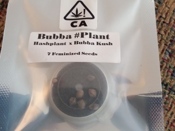 Vente: CSI Humboldt- Bubba #Plant