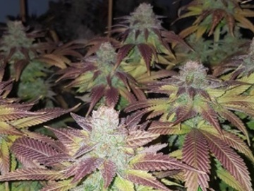 Sell: Top Dawg Seeds – Strawberry HP