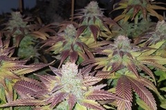 Vente: Top Dawg Seeds – Strawberry HP