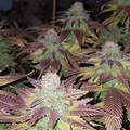 Vente: Top Dawg Seeds – Strawberry HP