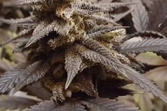 Vente: Top Dawg Seeds – Bubba Kush 13