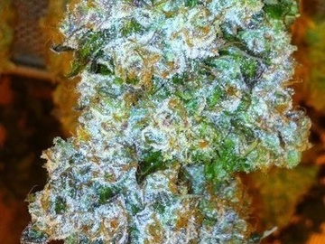 Vente: Top Dawg Seeds – Tres Kush