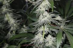 Sell: Top Dawg Seeds – White Star Dawg