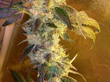 Sell: Top Dawg Seeds – White D
