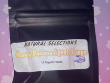 Venta: Honey Banana x Agent Orange (Natural Selections) Masonic Seeds