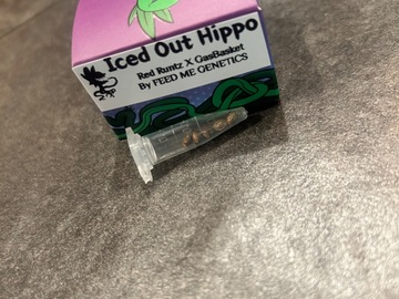 Vente: ICED OUT HIPPO (Red Runtz x GasBasket) Exotic Genetix Cross