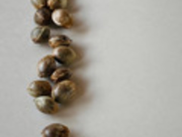 Venta: Brand New! Humboldt Seed Company DONUTZ - FEM Seeds (12pk+2FREE!)