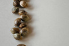 Sell: Brand New! Humboldt Seed Company DONUTZ - FEM Seeds (12pk+2FREE!)