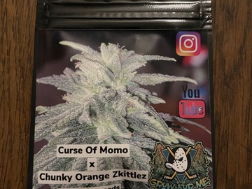 Vente: Grow For Me - Curse of Momo x Chunky Orange Zkittlez