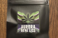 Sell: Aurora Genetics - Grizzly Peak F1