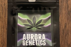 Vente: Aurora Genetics - Blood Orange Tangie x African Orange