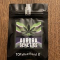 Sell: Aurora Genetics - Taylor of Panama x Headband