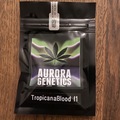 Vente: Aurora Genetics - Tropicanna Blood