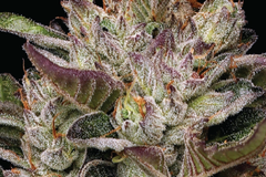 Sell: DONUTZ Feminized Seeds - Humboldt Seed Co
