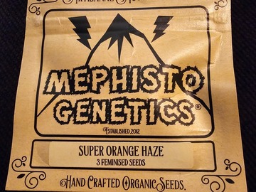 Venta: Mephisto Genetics Super Orange Haze 3 pack