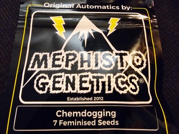 Vente: Mephisto Genetics Chemdogging 7 Pack