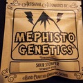 Sell: Mephisto Genetics Sour Stomper 7 Pack