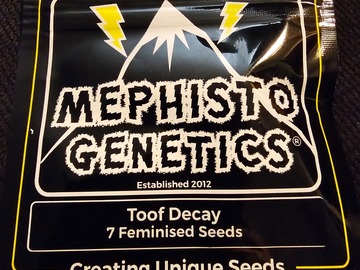 Venta: Mephisto Genetics Toof  Decay 7 Pack