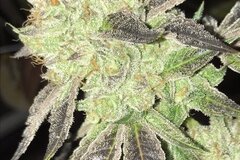 Sell: Greenline Seed Co. – Cherry Animal Cookies