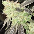 Sell: Greenline Seed Co. – Cherry Animal Cookies