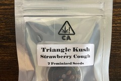 Sell: Triangle Kush x Strawberry Cough from CSI Humboldt