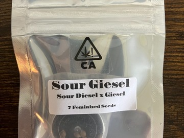 Sell: Sour Giesel from CSI Humboldt