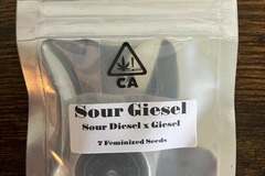 Sell: Sour Giesel from CSI Humboldt