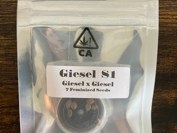 Sell: Giesel S1 from CSI Humboldt