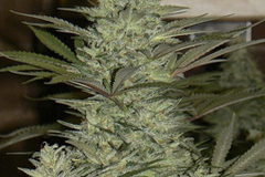 Sell: Doc Dank’s Seeds - Bubble Party
