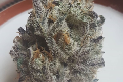 Sell: Red-Eyed Genetics - BTY Cookies