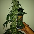 Auction: Maui ChemDawg