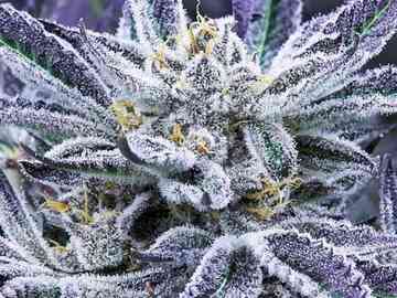 Venta: Sin City Seeds – Modified Mints Cookies