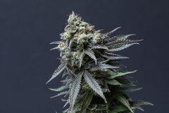 Sell: Dark Horse / Jay Frost Seeds - Space Fruit Cookies