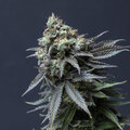 Sell: Dark Horse / Jay Frost Seeds - Space Fruit Cookies