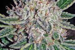 Sell: SoCal Seed Company - Pacific Ocean Platinum Cookies