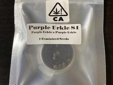 Vente: CSI Purple Urkle S1
