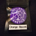 Sell: Equilibrium Genetics Orange Biscotti 8 Pack