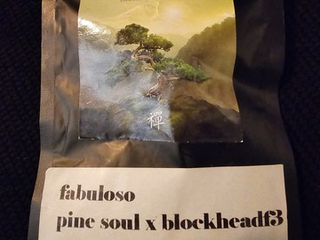Sell: Zenetix Fabuloso Pine Soul x Blockhead F3 11+ Pack