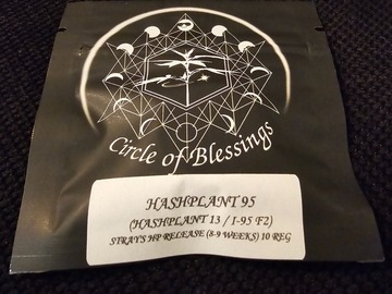 Venta: Strayfox Gardenz Circle of Blessing Hashplant 95 10 Pack