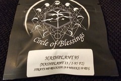 Sell: Strayfox Gardenz Circle of Blessing Hashplant 95 10 Pack