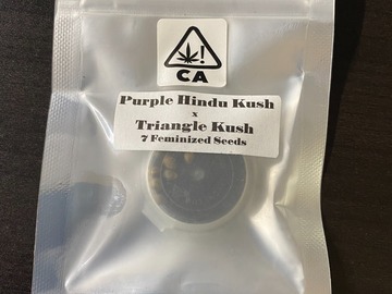 Vente: CSI Purple Hindu Kush x Triangle Kush