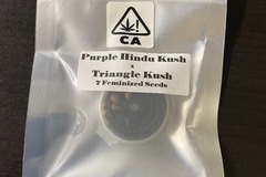 Sell: CSI Purple Hindu Kush x Triangle Kush