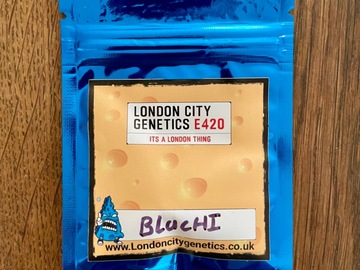 Sell: London City Genetics - Bluchi