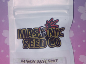 Vente: Tropnana (Natural Selections ) Masonic Seeds