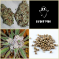 Vente: New Updated Ghost Piss Collection -11 Packs 126 Seeds