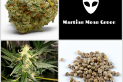 Auction: Auction - Martian Mean Green Collection - 5 Packs 60 Seeds