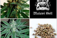 Auction: Auction - Malawi Gold Collection - 3 Packs - 36 Seeds